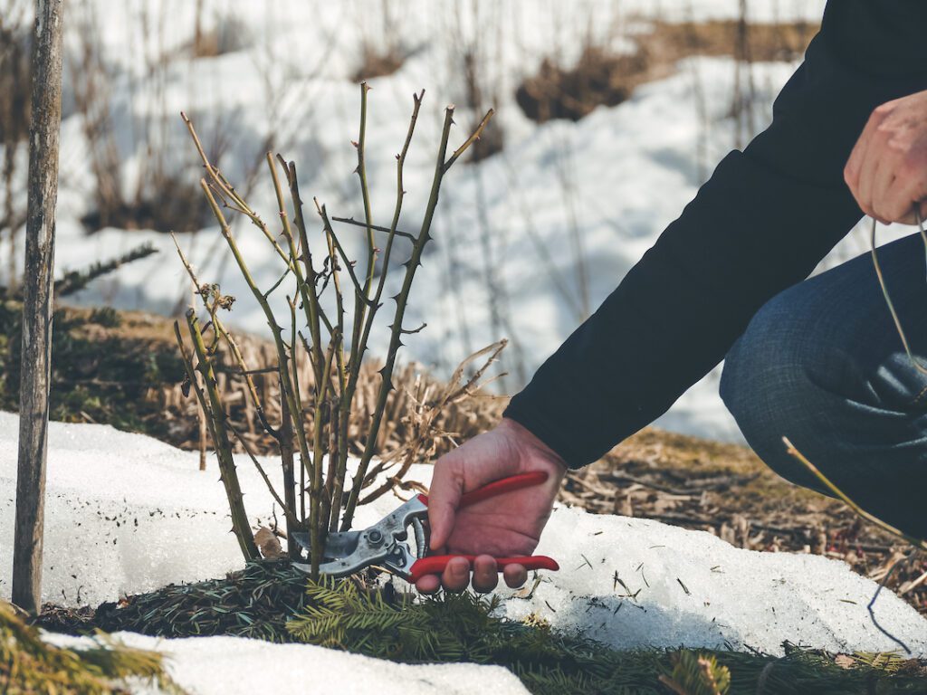 gardener cutting back shoots and branches in preparation for winter