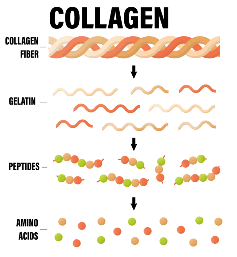 Ten Remarkable Benefits of Collagen Powder Trust Inform