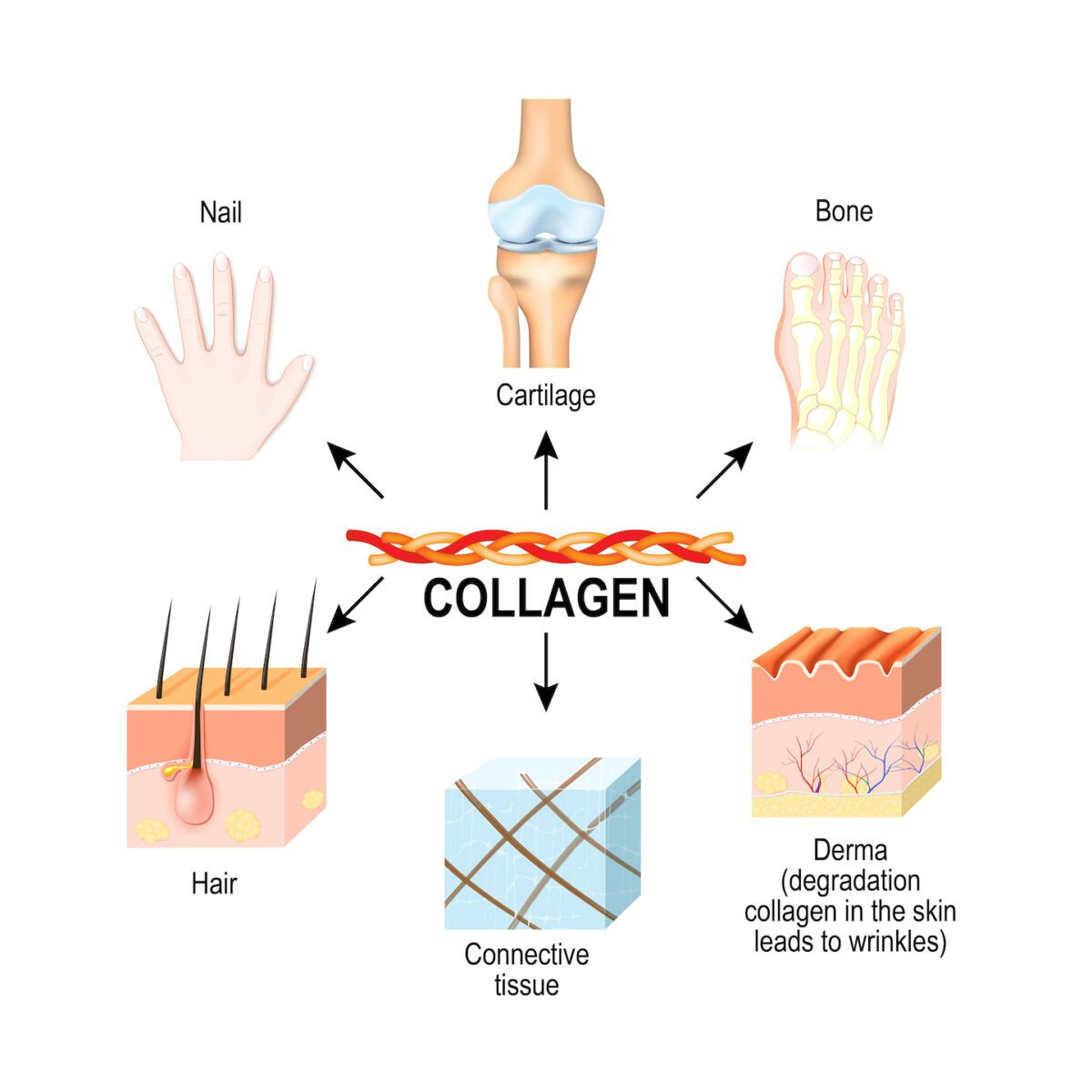 What is the Difference Between Collagen Types Trust Inform